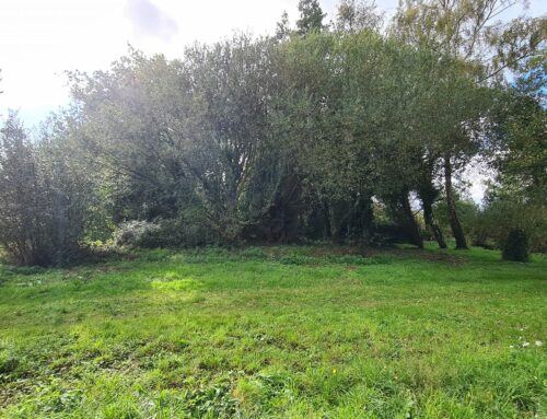 Abattage et arrachage d’arbres à Plouézec